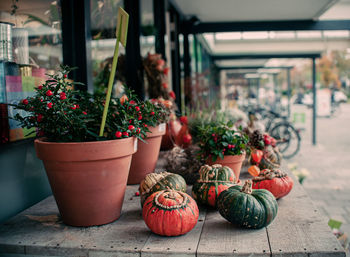 Close-up of small potted plant on table