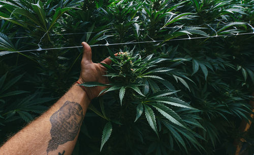 Midsection of person grabbing  marijuana buds in a legal farm.
