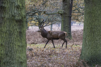 Horse in forest