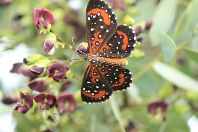 Close-up of butterfly pollinating on flower