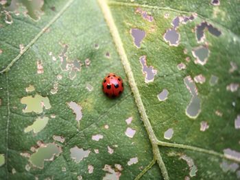 Close-up of ladybug on leaf