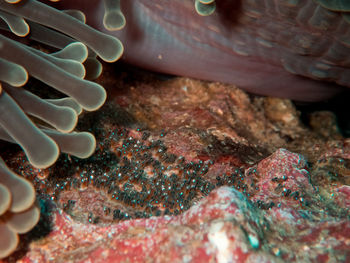 Close-up of human hand in sea
