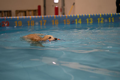 Dog swimming in pool