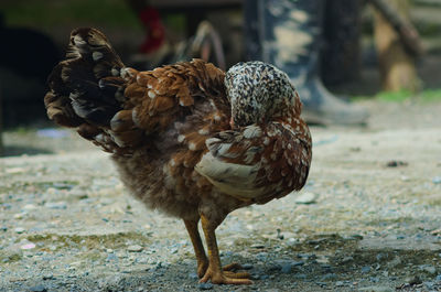 Close-up of bird on field