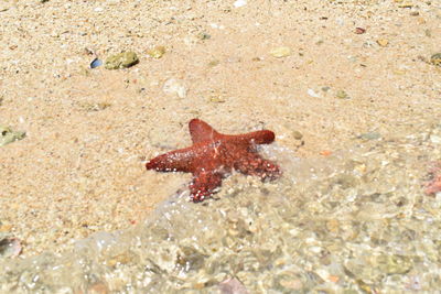 Crab on sand