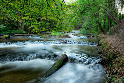 Scenic view of stream flowing in forest