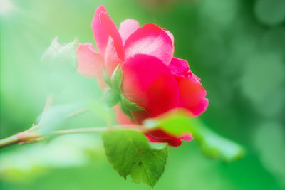 Close-up of pink rose flower