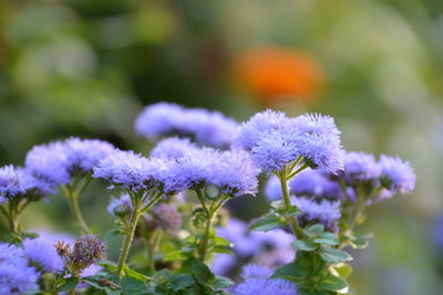 Close-up of purple flowering plants