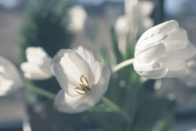 Close-up of white flowers blooming outdoors