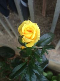 Close-up of yellow rose blooming outdoors