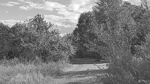 View of trees against sky