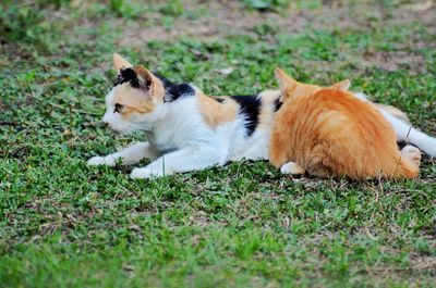 Cat lying on grass