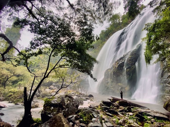 Scenic view of waterfall in forest