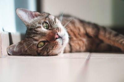 Close-up portrait of a cat