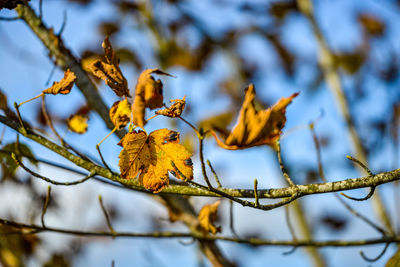 Low angle view of yellow leaves on tree