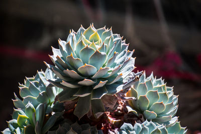 Close-up of succulent plant