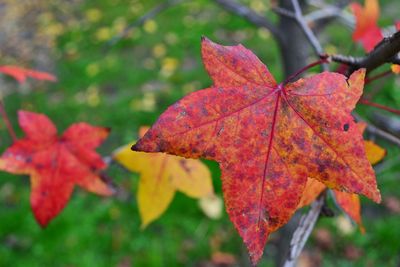 Close-up of maple leaves