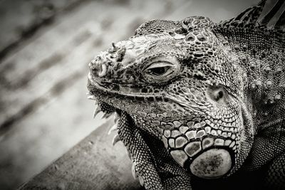 Close-up portrait of lizard