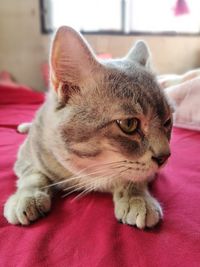 Close-up of cat resting on bed