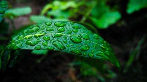 Close-up of raindrops on leaf