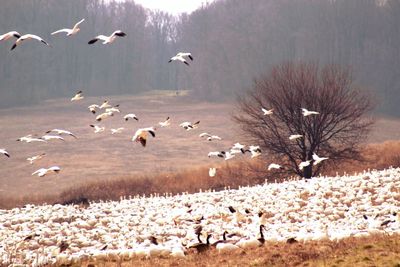 Flock of birds on field