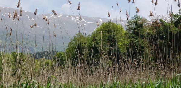 Plants growing on land against sky