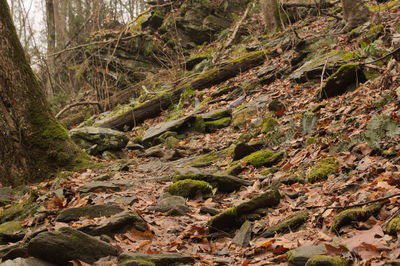 High angle view of trees in forest