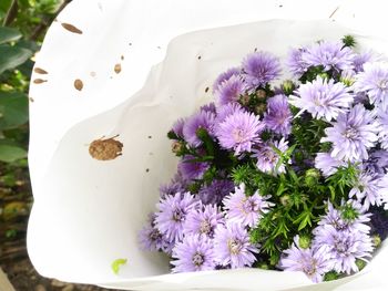 High angle view of purple flowering plant