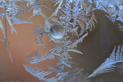 Close-up of spider web on window