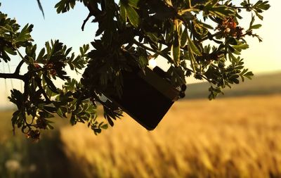 Close-up of leaves hanging on tree against sky