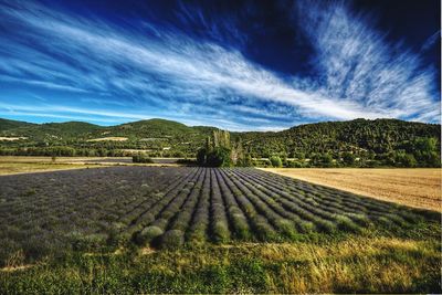 Scenic view of field against sky