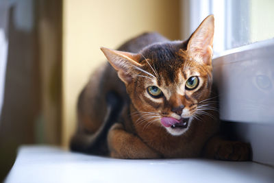 Closeup head of clumsy abyssinian cat in front portrait with curious face