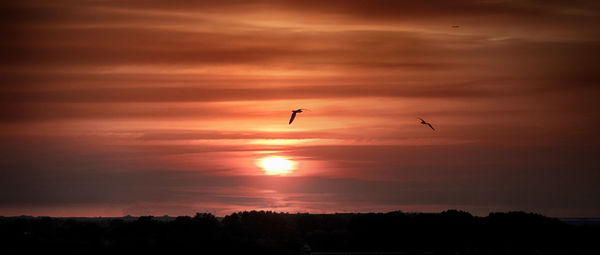 Bird flying in sky at sunset