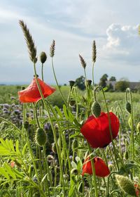 Close-up of red poppy flowers growing on field