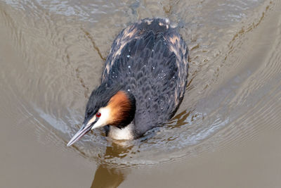 High angle view of bird swimming in lake