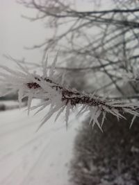 Close-up of frozen plant