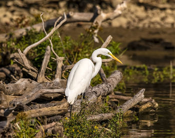 Bird perching on a lake