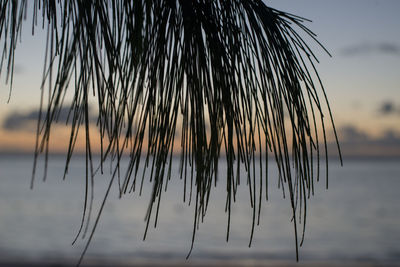 Close-up of silhouette palm tree against sky during sunset