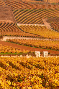 Scenic view of vineyard during autumn