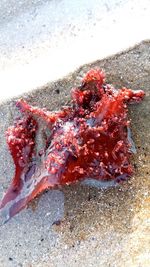 High angle view of red starfish on beach