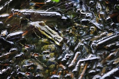 High angle view of fish swimming in lake