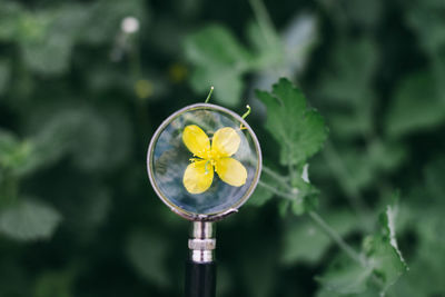 Close-up of yellow flowering plant against blurred background