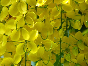 Close-up of yellow flowering plants