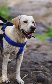 Close-up of dog