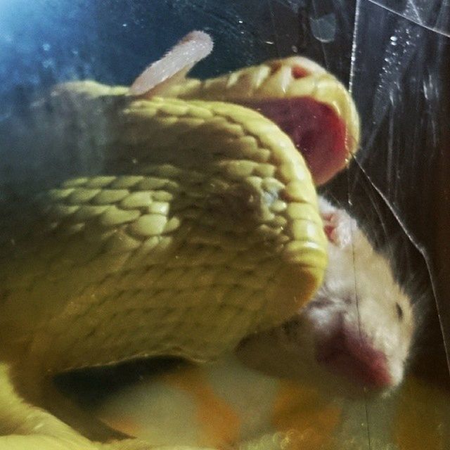 Reptilesofinstagram