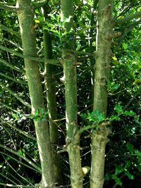 Full frame shot of tree trunk in forest