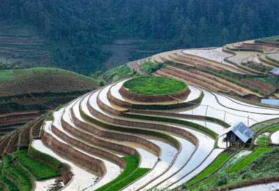 High angle view of terrace field