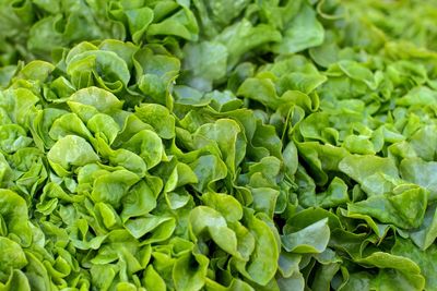 Full frame shot of vegetables