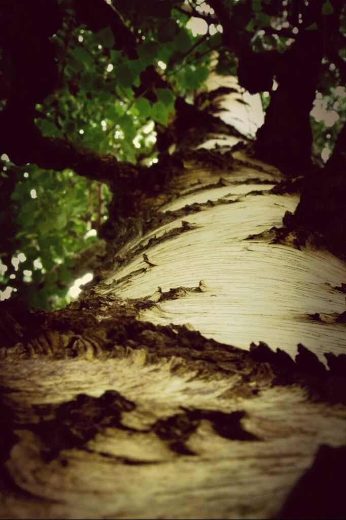 leaf, tree, selective focus, nature, wood - material, surface level, tranquility, growth, water, sunlight, forest, rock - object, day, no people, plant, outdoors, the way forward, focus on background, beauty in nature, close-up