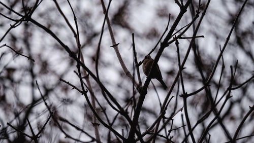 Close-up of branches against blurred background